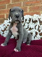 Lion, a male Great Dane for sale in Fort Worth, TX – Photo 3 of 9