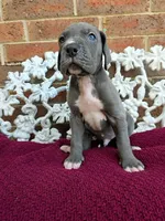 Lion, a male Great Dane for sale in Fort Worth, TX – Photo 6 of 9