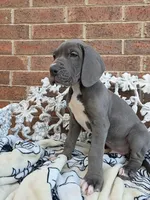 Lion - Euro TPC, a male Great Dane for sale in Fort Worth, TX – Photo 7 of 9