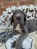 Lion - Euro TPC, a male Great Dane for sale in Fort Worth, TX – Photo 4 of 9