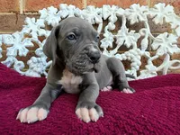 Lion, a male Great Dane for sale in Fort Worth, TX – Photo 1 of 9