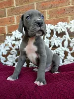 Lion, a male Great Dane for sale in Fort Worth, TX – Photo 2 of 9