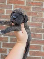 Nimbus, a male Great Dane for sale in Fort Worth, TX – 3 of 6