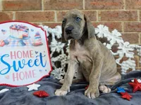 Minerva, a female Great Dane for sale in Fort Worth, TX – 3 of 8