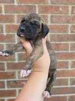 Umbrige , a female Great Dane for sale in Fort Worth, TX – 2 of 6