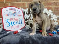 Minerva, a female Great Dane for sale in Fort Worth, TX – 1 of 8