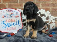 Padfoot, a male Great Dane for sale in Fort Worth, TX – 2 of 8