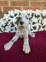 Vigil, a male Great Dane for sale in Fort Worth, TX – Photo 2 of 7