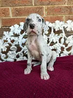 Vigil, a male Great Dane for sale in Fort Worth, TX – Photo 5 of 7