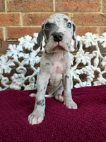 Vigil, a male Great Dane for sale in Fort Worth, TX – Photo 4 of 7