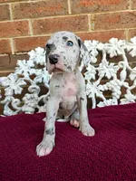 Vigil, a male Great Dane for sale in Fort Worth, TX – Photo 3 of 7