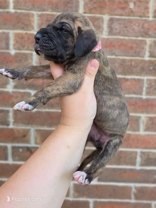 Umbrige  – Great Dane puppy for sale in Fort Worth, TX