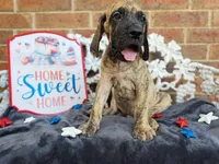 Peeves, a male Great Dane for sale in Fort Worth, TX – 7 of 9