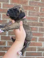 Umbrige , a female Great Dane for sale in Fort Worth, TX – 4 of 6