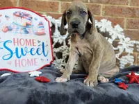 Minerva, a female Great Dane for sale in Fort Worth, TX – 5 of 8