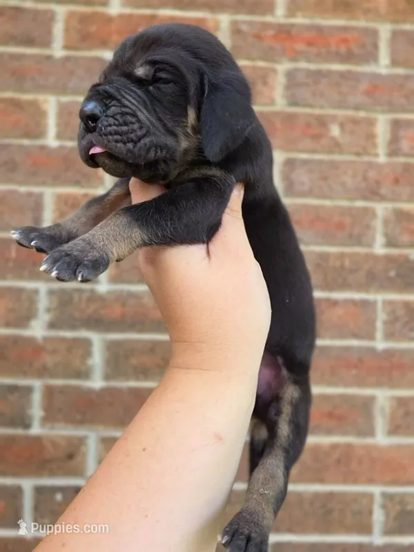 Padfoot – Great Dane puppy for sale in Fort Worth, TX