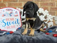 Padfoot, a male Great Dane for sale in Fort Worth, TX – 7 of 8