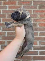 Peeves, a male Great Dane for sale in Fort Worth, TX – 5 of 6