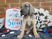 Tonks, a female Great Dane for sale in Fort Worth, TX – 4 of 10