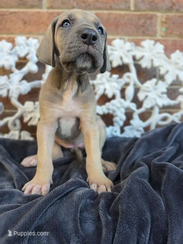 Tonks – Great Dane puppy for sale in Fort Worth, TX