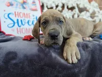 Minerva, a female Great Dane for sale in Fort Worth, TX – 2 of 8