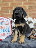 Padfoot, a male Great Dane for sale in Fort Worth, TX – 3 of 8