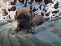 Minerva, a female Great Dane for sale in Fort Worth, TX – 4 of 7