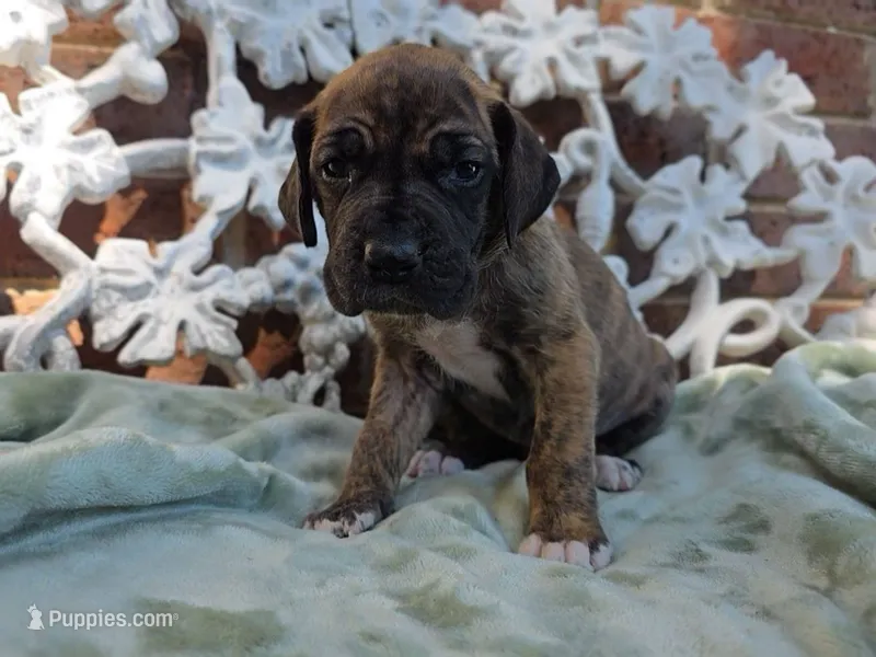 Umbrige  – Great Dane puppy for sale in Fort Worth, TX
