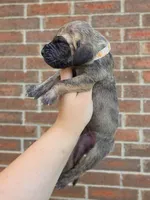 Peeves, a male Great Dane for sale in Fort Worth, TX – 3 of 6
