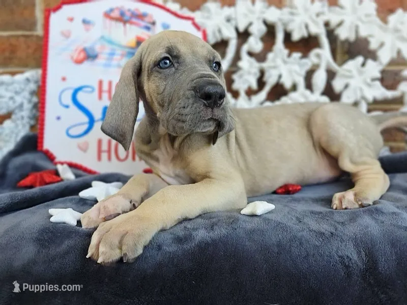 Tonks – Great Dane puppy for sale in Fort Worth, TX