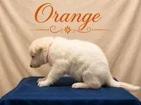 Orange, a male German Shepherd Dog for sale in Crestview, FL – 2 of 3