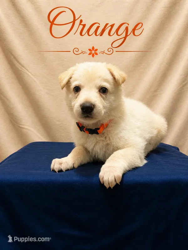 Orange – German Shepherd Dog puppy for sale in Crestview, FL