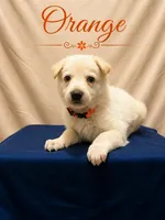 Orange, a male German Shepherd Dog for sale in Crestview, FL – 1 of 3