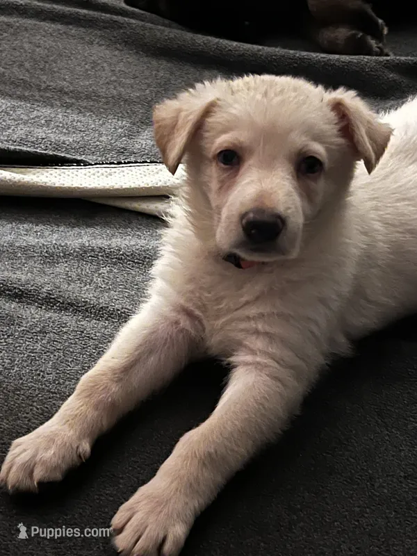 Orange – German Shepherd Dog puppy for sale in Crestview, FL