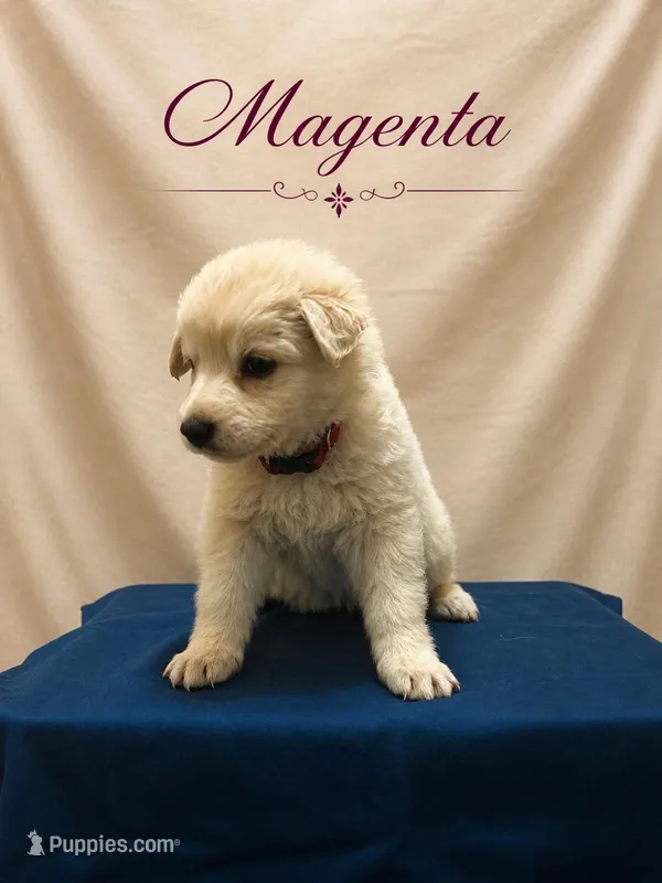 Magenta – German Shepherd Dog puppy on hold in Crestview, FL