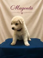 Magenta, a female German Shepherd Dog for sale in Crestview, FL – 1 of 3