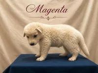 Magenta, a female German Shepherd Dog for sale in Crestview, FL – 2 of 3