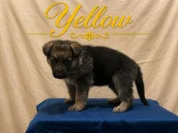Yellow, a male German Shepherd Dog for sale in Crestview, FL – 1 of 3