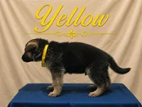 Yellow, a male German Shepherd Dog for sale in Crestview, FL – 2 of 3