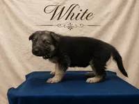 White, a female German Shepherd Dog for sale in Crestview, FL – 2 of 3
