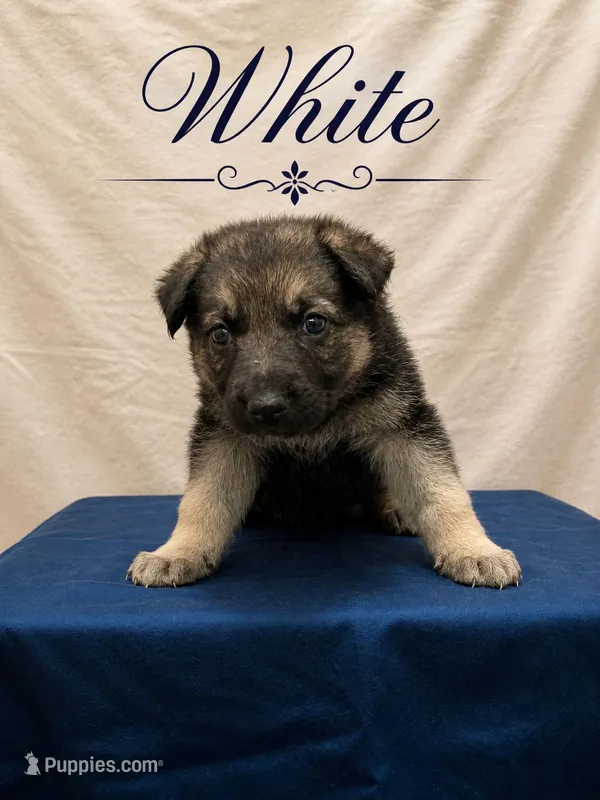 White – German Shepherd Dog puppy for sale in Crestview, FL