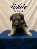White, a female German Shepherd Dog for sale in Crestview, FL – 1 of 3
