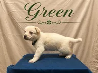 Green, a male German Shepherd Dog for sale in Crestview, FL – 2 of 3