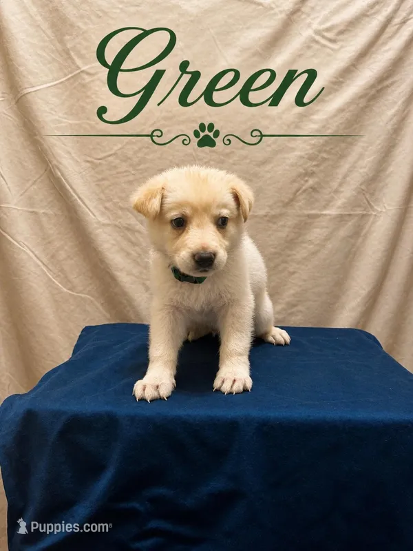Green, a male German Shepherd Dog for sale in Crestview, FL – 1 of 3