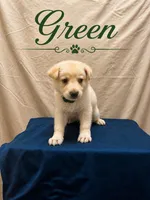 Green, a male German Shepherd Dog for sale in Crestview, FL – 1 of 3