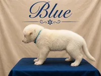Blue, a male German Shepherd Dog for sale in Crestview, FL – 2 of 3