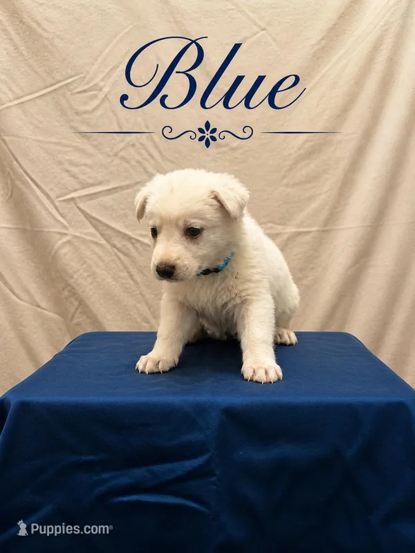 Blue – German Shepherd Dog puppy for sale in Crestview, FL