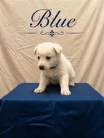 Blue, a male German Shepherd Dog for sale in Crestview, FL – 1 of 3