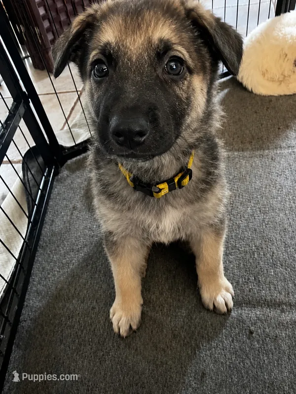Yellow – German Shepherd Dog puppy for sale in Crestview, FL
