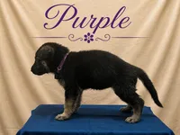 Purple, a female German Shepherd Dog for sale in Crestview, FL – 2 of 3